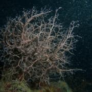 Barra Fonda - Llarga