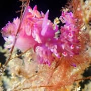 La barreta d'en Serra