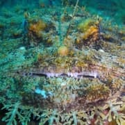 las santas o la boya